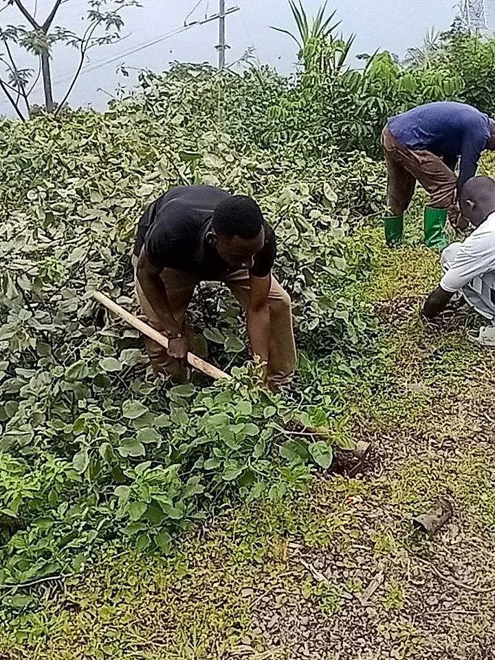 A volunteer clearing overgrown bush with a hoe